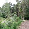 Kurnell bush regeneration